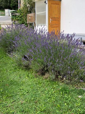Apartamento Nid D'Abeilles Tramelan Exterior foto